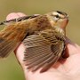 rákosník proužkovaný (Acrocephalus schoenobaenus)<br />